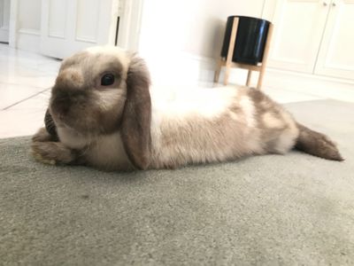 salamiontoast thumbnail