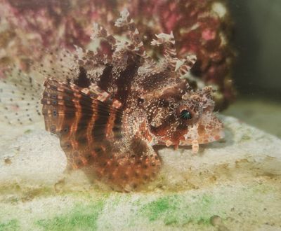 Tim the Leopard thumbnail