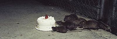 peachybats thumbnail