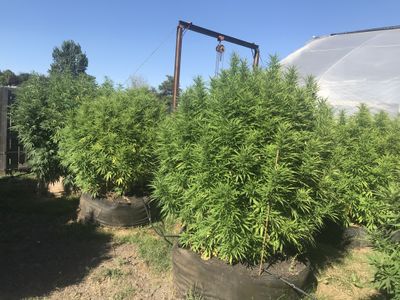 August May thumbnail