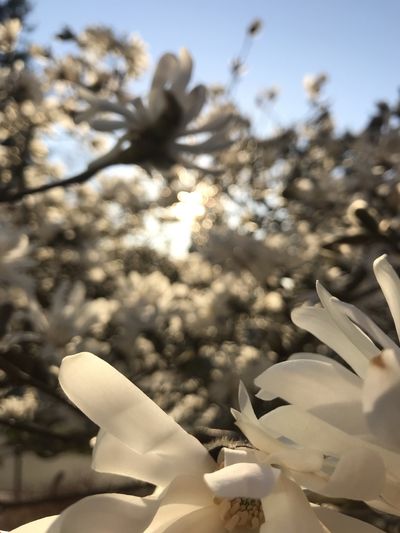 titsnflowers thumbnail