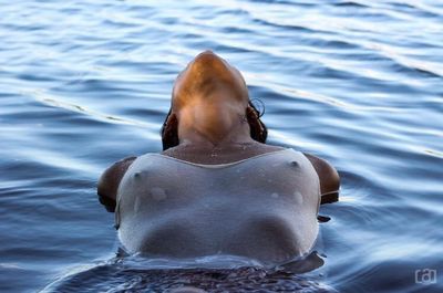 saraivanathalia thumbnail