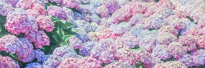 aaneko0713 thumbnail