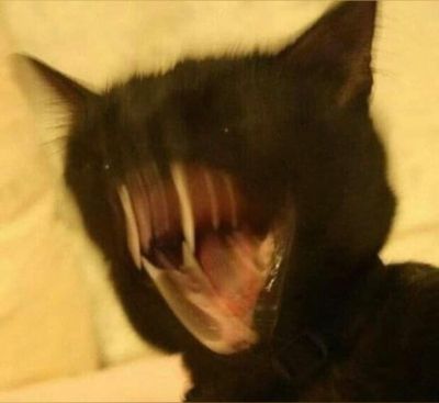 peachybunsboi profile