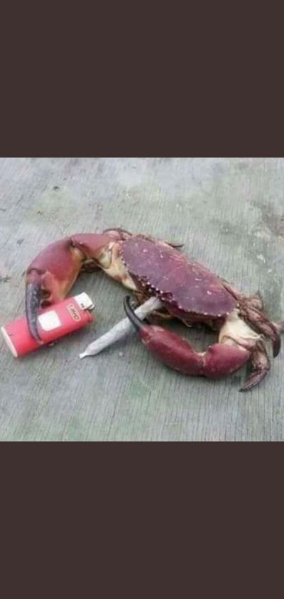 toribetterquit thumbnail