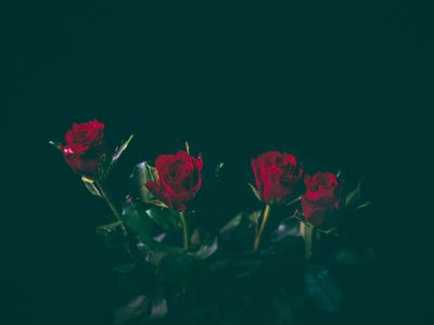 harmonydiane06 thumbnail