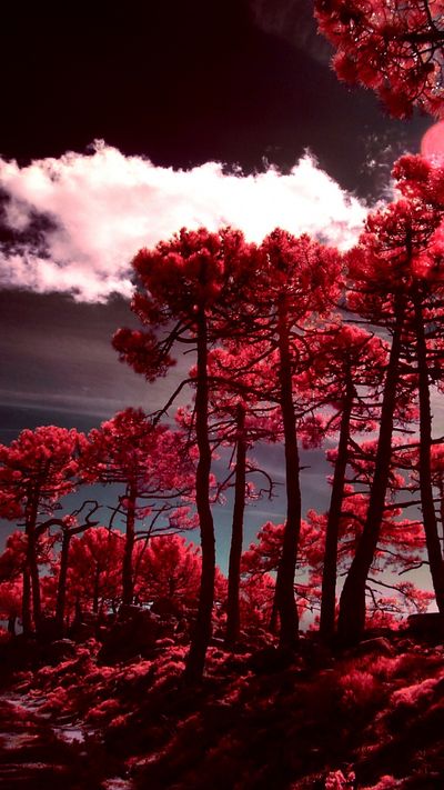 grayciegoddess thumbnail