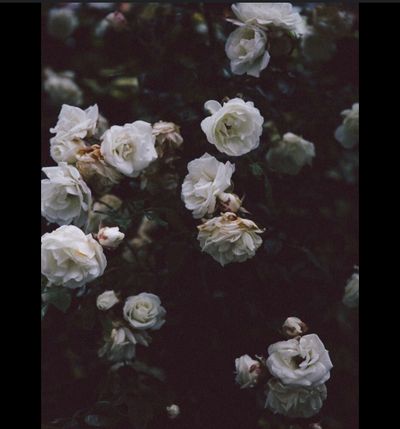 psycho.sis thumbnail