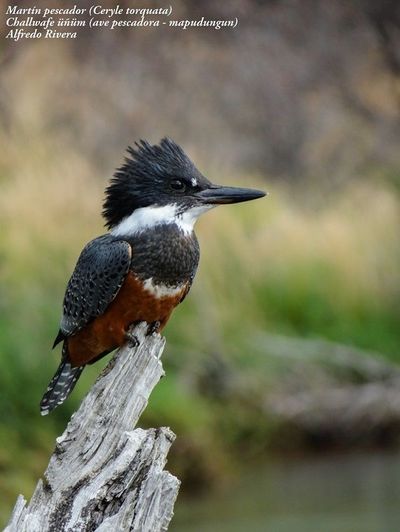 martiin.pescador thumbnail