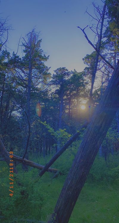 mons5207418 thumbnail