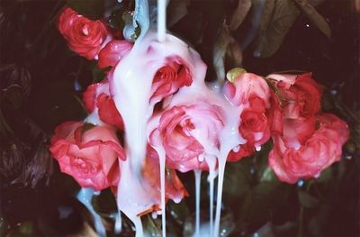 stella.rosee thumbnail