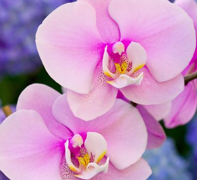 Kayai Campbell thumbnail