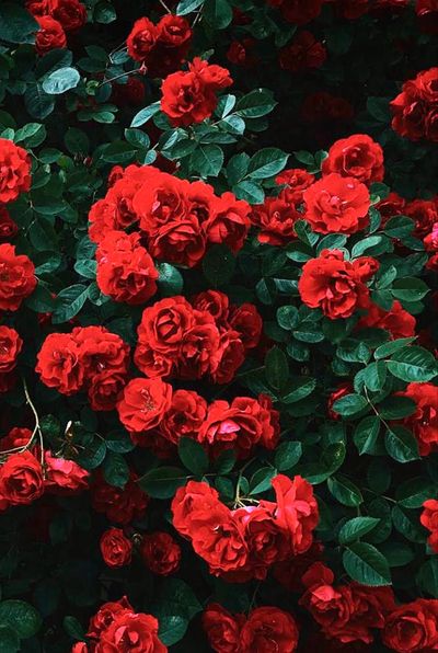 🌹Mila Rose🌹 thumbnail