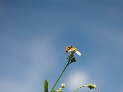 savage.bee thumbnail