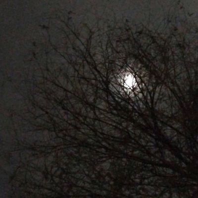 cypherafawn thumbnail