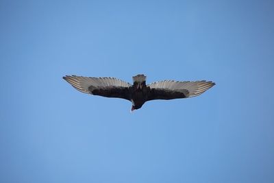 Black Clover thumbnail