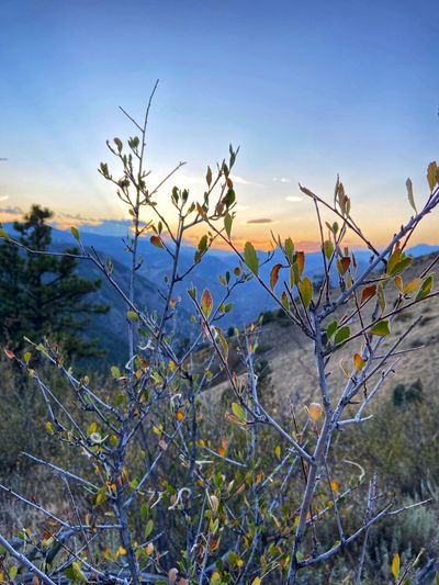 DraoidhCow thumbnail