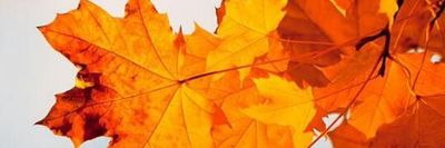 boundbilly thumbnail