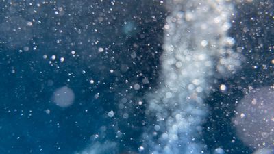 Scottopotomus thumbnail