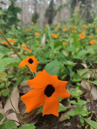 allyson_0312 thumbnail