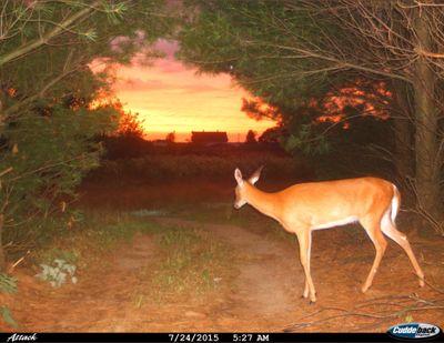 cyberiariley thumbnail