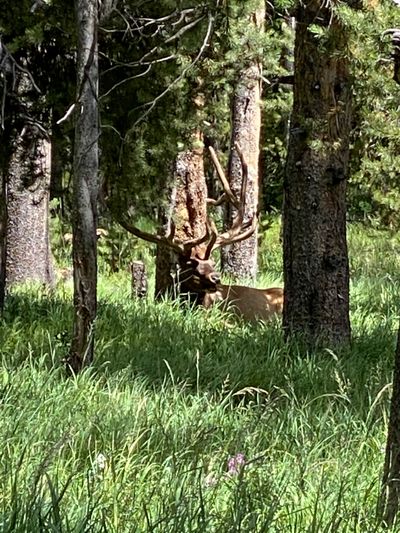 stunt_penis thumbnail