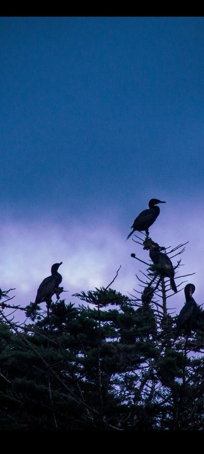 alistar_xxx thumbnail