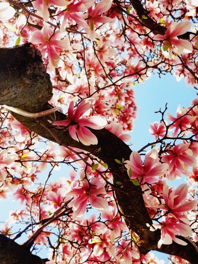 ava_adorex_free thumbnail