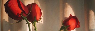 lyric.haze thumbnail