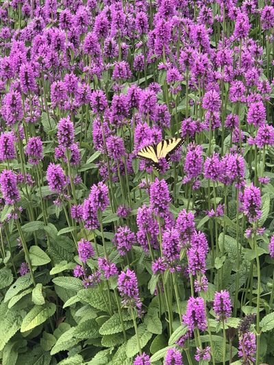 kayleanne9 thumbnail