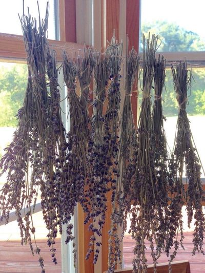 Lavender Spice thumbnail