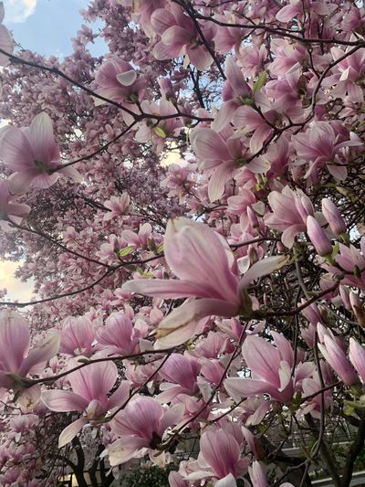 Daisy Verse thumbnail