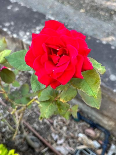 laceviolets thumbnail