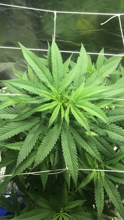 @DatTreNigga thumbnail