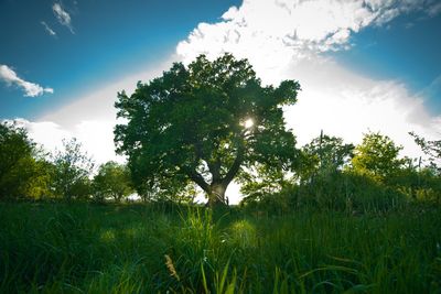 active.mum thumbnail