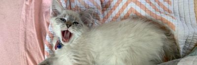 $20 floor score thumbnail