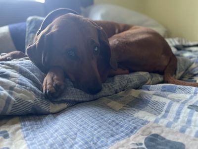 bearlyhank thumbnail