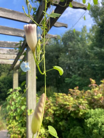 clairevoyeur thumbnail