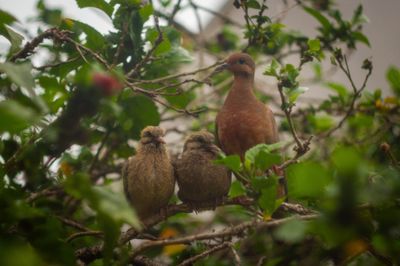 Shaman Cogumelo thumbnail