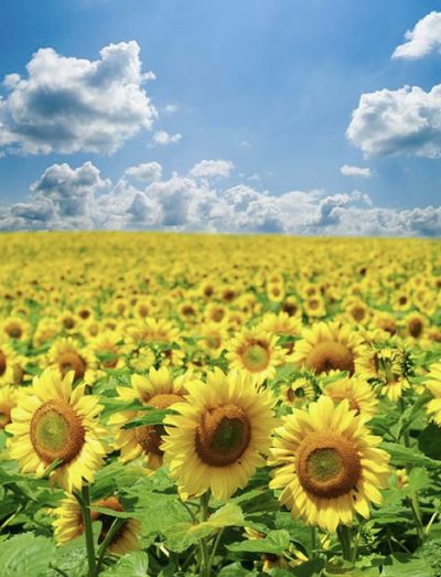 maiesiophilia thumbnail