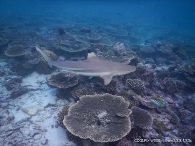 Layla Santiago thumbnail