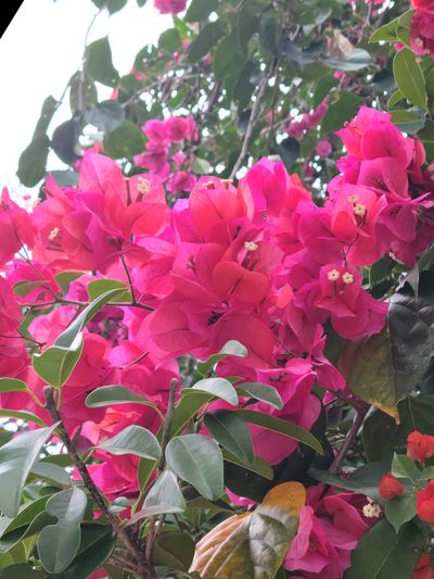 bigs3xxiiginger thumbnail