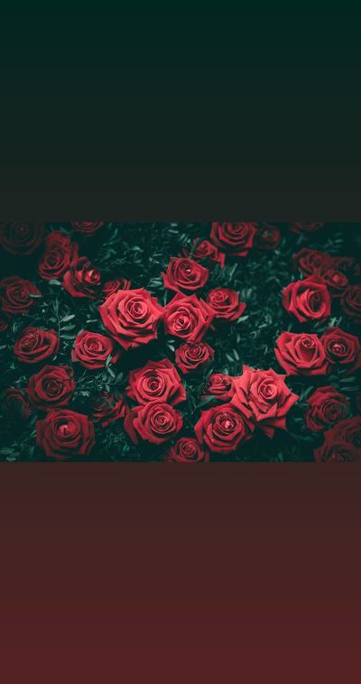 shiloh.blaze.free thumbnail