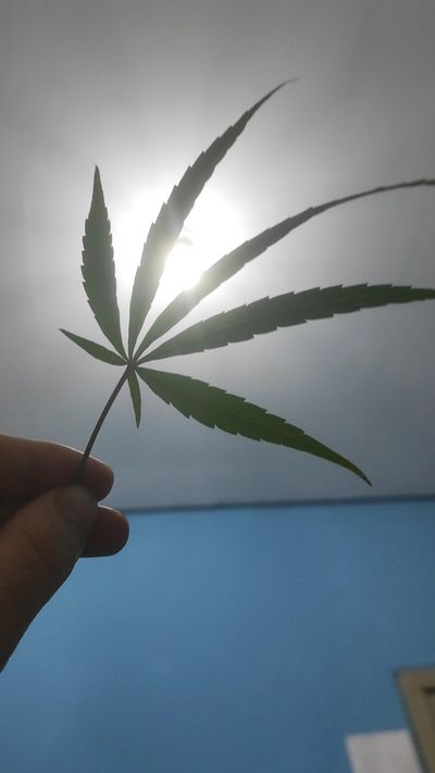 sexandcannabis thumbnail