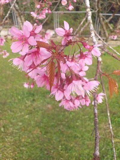 seuxprakar thumbnail