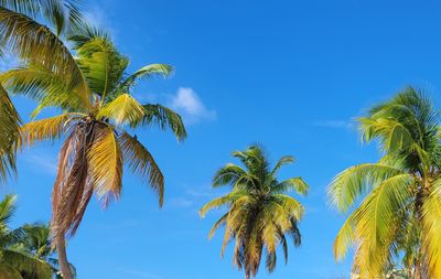 evil.ginger thumbnail