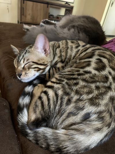 sexydoll420 thumbnail