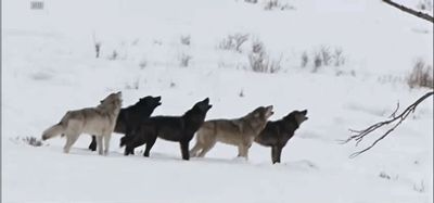 starcrawler thumbnail