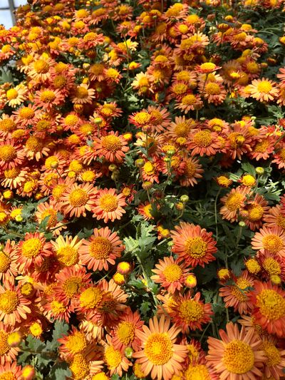 samthebaddest thumbnail