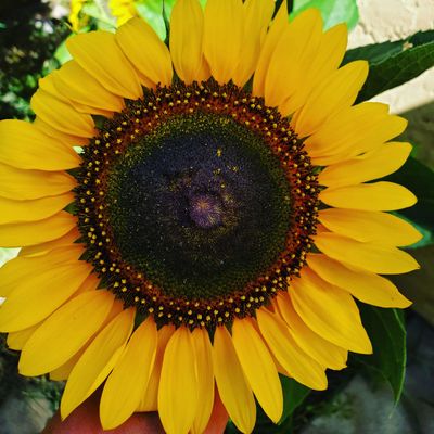 goddess420xx thumbnail